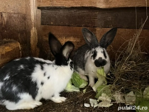 iepuri de rasa  - imagine 2