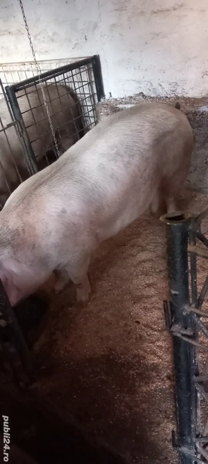 De vânzare  - imagine 2