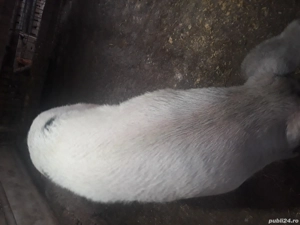 Ceva frumos - imagine 2