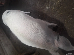 Ceva frumos - imagine 3