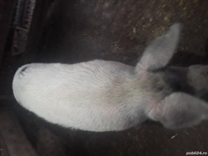 Ceva frumos - imagine 4