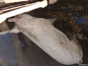 Vand vier marele alb - imagine 3