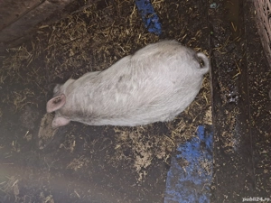 Vand vier marele alb - imagine 2