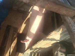 vand purcea de casa  - imagine 3