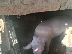 vand purcea de casa  - imagine 2