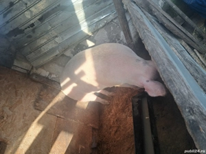 vand purcea de casa  - imagine 4