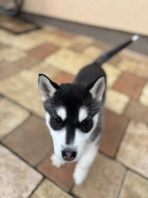 Vând pui husky siberian la un preț foarte bun - imagine 2