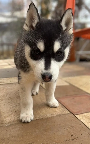 Vând pui husky siberian la un preț foarte bun