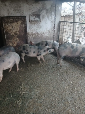Șoldani ( scrofițe ) de  vanzare - imagine 3