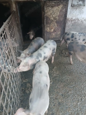 Șoldani ( scrofițe ) de  vanzare - imagine 2