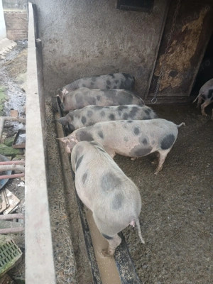 Șoldani ( scrofițe ) de  vanzare - imagine 5