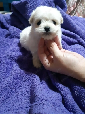 Urslueti bichon maltez 5oo - imagine 2