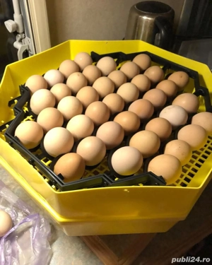 Incubatoare electrice pentru ouă