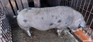 Vand porci - imagine 2