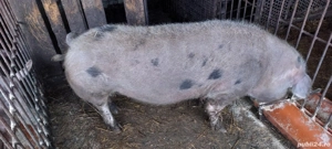 Vand porci - imagine 3