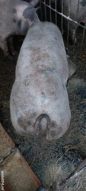 Vand porci - imagine 5