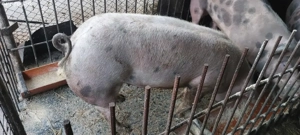 Vand porci - imagine 4