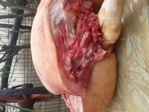 De vânzare porc rasa pietrain - imagine 5