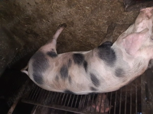 De vânzare porc rasa pietrain - imagine 4