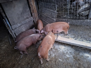 Soldani disponibili - imagine 2