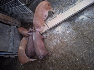 Soldani disponibili - imagine 3