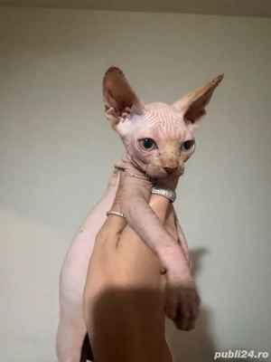 Baietel Sphynx - imagine 2