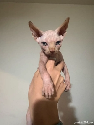 Baietel Sphynx