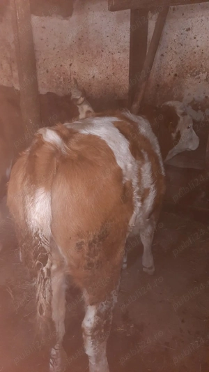 Vand junica si purcei