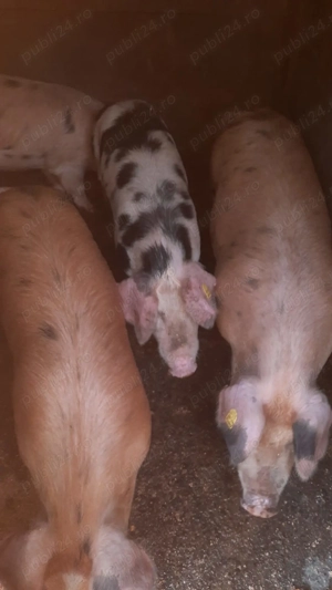 Vand junica si purcei - imagine 4