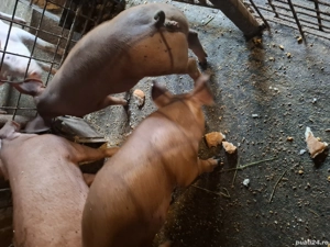 Purcei de vanzare - imagine 3