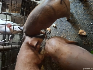 Purcei de vanzare - imagine 5