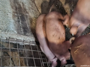 Purcei de vanzare - imagine 2