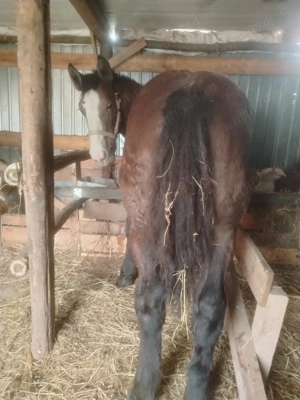 Vând Mânz vârstă 6 luni 