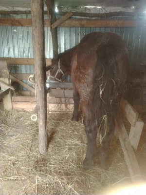 Vând Mânz vârstă 6 luni  - imagine 2