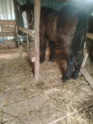 Vând Mânz vârstă 6 luni  - imagine 3