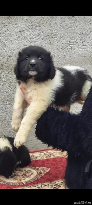 Femela Ciobănesc Romanesc de Bucovina 