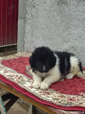 Femela Ciobănesc Romanesc de Bucovina  - imagine 2