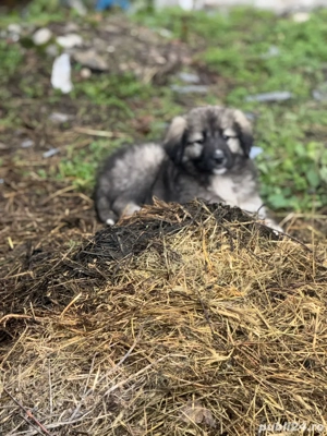 Pui Ciobanesc Romanesc Carpatin - imagine 3