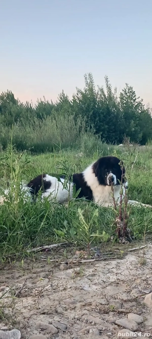 Femela Ciobănesc Romanesc de Bucovina  - imagine 3