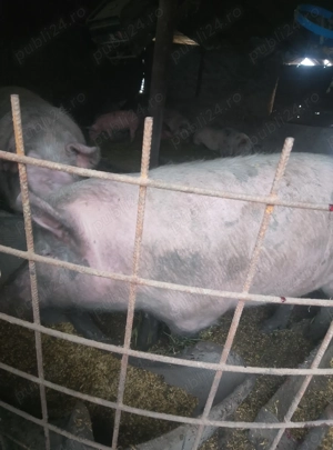 Vând diverse pentru familie