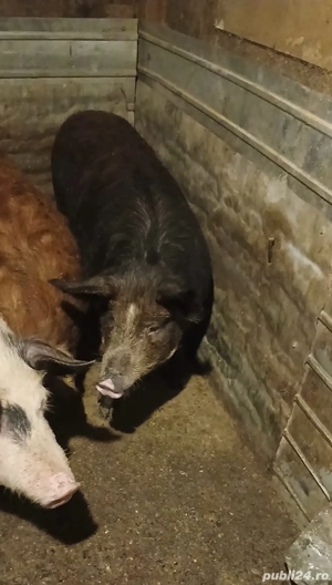 Porci Romanesc   Mangalita - imagine 3