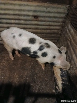 Porci Romanesc   Mangalita