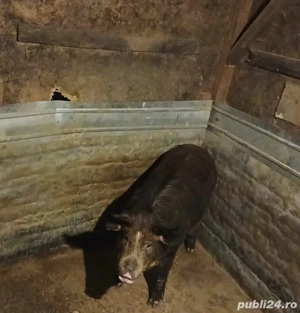 Porci Romanesc   Mangalita - imagine 2
