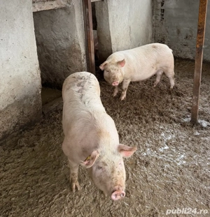 Porci Craciun - imagine 2