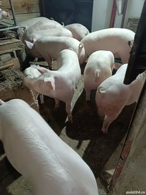 Porci de vânzare  - imagine 2