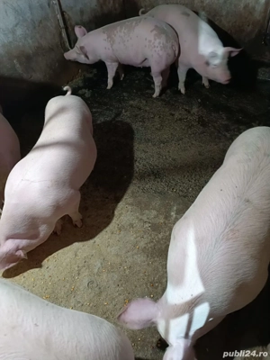 Porci de vânzare 