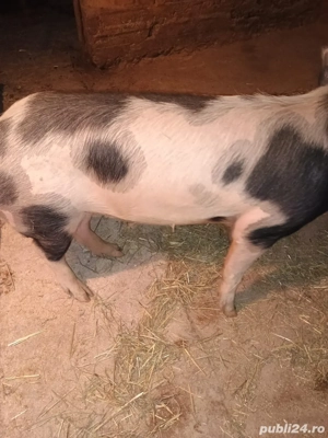 Vand porci - imagine 2