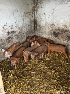 Purcei Duroc - imagine 3