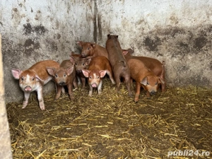 Purcei Duroc - imagine 2