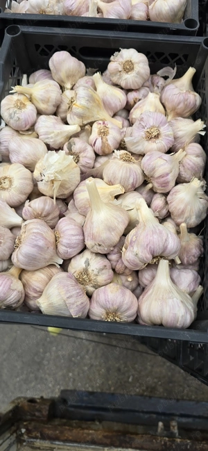 Usturoi origine Egipt de vanzare